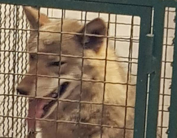 Чека се Цокин ДНК